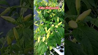 Cabe Hidroponik petani pertanian berkebun garden urbanfarm cabe cabehidroponik hydroponics [upl. by Marsh]