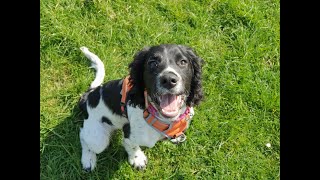 Sprocket the 4 month old Sprocker Puppy  4 Weeks Residential Dog Training [upl. by Sukram676]