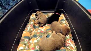 Shiba Inu Puppy Cam  KTeam  Day 25  PM [upl. by Ahmed]