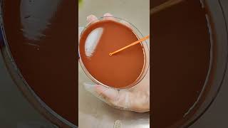 Replicating Haemophilus Influenzae chocolateagar microbiology biology science viralshorts [upl. by Sunderland]