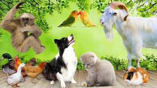 Animal sounds  Cow Dog Cat Parrot Goat  Familiar animals [upl. by Sabec571]