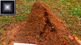 Fire Ant Mound FURY [upl. by Gaylord]