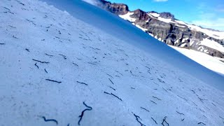 The mystery surrounding glacier ice worms  AccuWeather [upl. by Spiro]