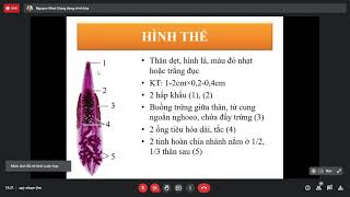 Clonorchis sinensis và Opisthorchis viverrinii  Sán lá gan nhỏ  ký sinh trùng  Y2 [upl. by Yekram709]