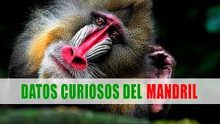 Mandril Mandrillus sphinx  Datos curiosos de animales [upl. by Enelyam852]