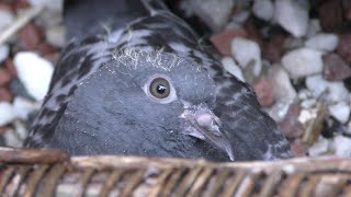 The Daily life of a baby pigeon DAY 15  20 [upl. by Annodal]