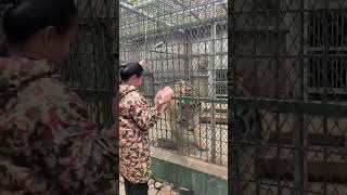 Tiger 🐯 🐯 Feeding time tiger wildlife animals [upl. by Bernat]