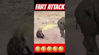 HIPPOPOTAMUS Uses FART to Defend Against LAUGHING Hyenas [upl. by Orly]