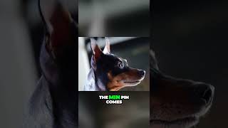 Interesting Origins of Miniature Pinscher [upl. by Osman772]