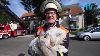 Feuerwehr rettet Hund von Dach 110915 [upl. by Catto]