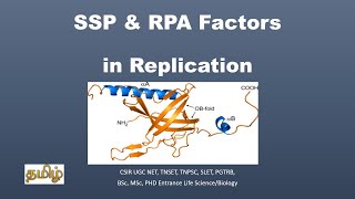 Single strand DNA binding ProteinSSPReplication Protein ARPATamil CSIR NET TNSET GATE [upl. by Pepper]