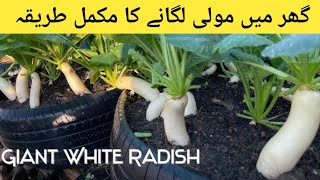 Growing White Radish From Seeds  IN 40 DAYS [upl. by Heer]