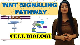 Wntβcatenin signaling pathwayAPC mutationRole in CancerBeta cateninDestruction complexwingles [upl. by Conard912]