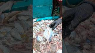 खोल समुद्रात जाळीला लागले भरपूर पापलेट मासे Deep sea pomfret fishing india fishing boat seafood [upl. by Sharpe]