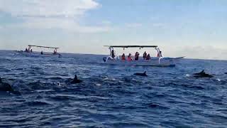 Dolphins at Lovina 🏖 Beach in Bali [upl. by Savvas436]