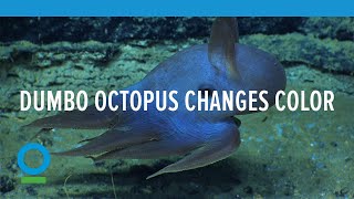 Dumbo Octopus Changes Color [upl. by Vernon]