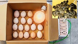 How to hatch chicken egg at home  Incubator for chicken egg  Science Hacker [upl. by Yrahcaz]