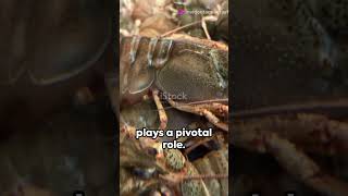 Secret Signals Crayfish Communication shorts crayfish foryou business trending trendingshorts [upl. by Cochard957]