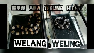 WELANG WELING  DAN WELING HITAM  BANDED KRAIT AND BLACK KRAIT SNAKE [upl. by Zemaj]