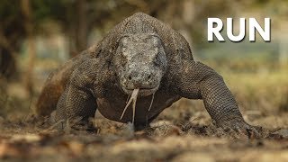 Komodo Dragon The Ultimate Apex Predator [upl. by Eedna]