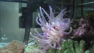 Feeding Anemone Krill [upl. by Verla]