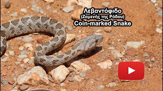 Λεβαντόφιδο Ζαμενής της Ρόδου  Coinmarked Snake [upl. by Hyacintha]