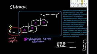 Cholesterol Structure Part 12 [upl. by Loy]