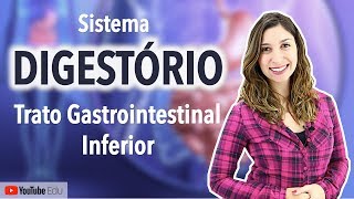 Sistema Digestório 35 Trato Gastrointestinal Inferior Intestino Delgado e Intestino Grosso [upl. by Breen497]