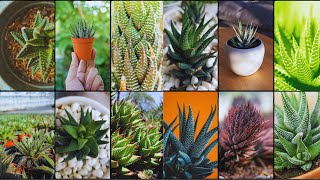 HAWORTHIA VARIETIES  Plants Weekly [upl. by Garges]