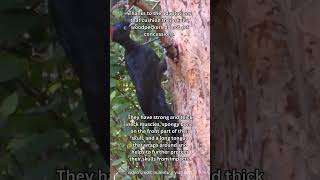 How Woodpeckers Avoid Concussions woodpecker birdfacts [upl. by Nahtannoj342]