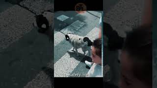 Stray Dog Who Became a Local Hero straydogs respect [upl. by Alwin]