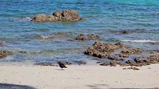 Variable oystercatchers at Hobbs beach  TiriTiri Matangi  New Zealand  New Zealand Birds [upl. by Lundin]