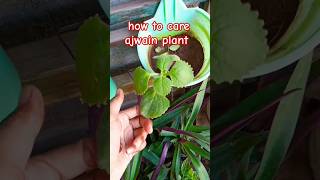 how to care ajwain plant ajwainajwainplant mygarden gardening youtubeshorts shorts [upl. by Ganiats]