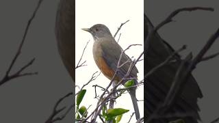 ♥️ Rufous bellied thrush ♥️ [upl. by Larissa]