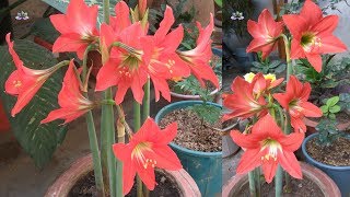 Growing and caring for Amaryllis lily a beautiful perennial flowering plant [upl. by Liesa804]