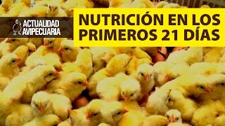 La nutrición en los 21 primeros días del pollo [upl. by Nohpets]