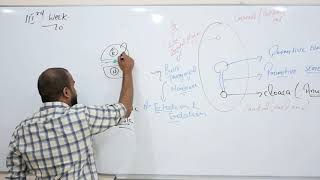 EMBRYOLOGY MADE SIMPLE PART 4WEEK 3NUERULATION AND GASTRULATION [upl. by Lemhar]