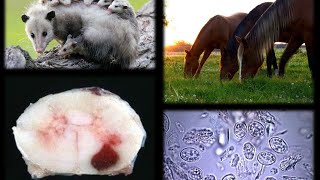 EQUINE PROTOZOAL MYELOENCEPHALITIS EPM [upl. by Annaitsirk]