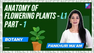 Meristematic Tissue  Anatomy of Flowering Plants Class 11 Biology Concepts Pt 1  NEET 2024 Exam [upl. by Bores879]