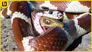 15 Merciless Hungry Snakes Eating Everything In Sight [upl. by Htepsle689]