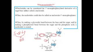 Nucleotides [upl. by Anaili743]