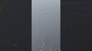 Snake on the Move Gliding Through the Canal [upl. by Lamak215]