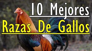 10 mejores razas de gallos [upl. by Ernesto]