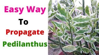 Easy Way To Propagate Pedilanthus  Devils Backbone  Euphorbia Tithymaloides [upl. by Veats441]