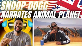 🇬🇧BRIT Reacts To SNOOP DOGG NARRATES ANIMAL PLANET [upl. by Hama]