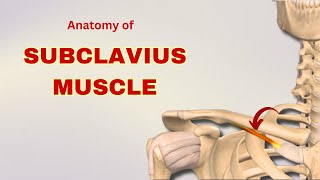 Subclavius Muscle Anatomy  Muscle of Pectoral Region  Doctor Speaks [upl. by Suitangi248]