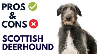 Scottish Deerhound Pros and Cons  Scottish Deerhound Advantages and Disadvantages [upl. by Hsirehc]