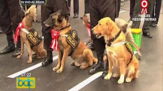 Unidad canina de la PNP hará gala de sus habilidades en el Desfile Militar [upl. by Elamor]