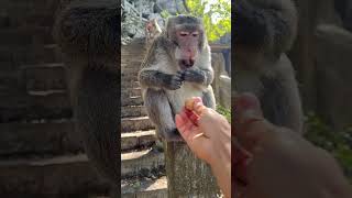 Monkey is so good at cracking walnuts [upl. by O'Dell]