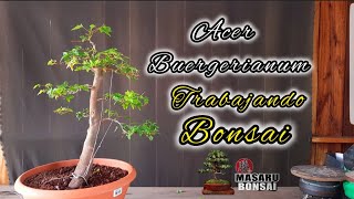 COMO EMPEZAR UN BONSAI pinzado de acer BUERGERIANUM [upl. by Eimmaj]